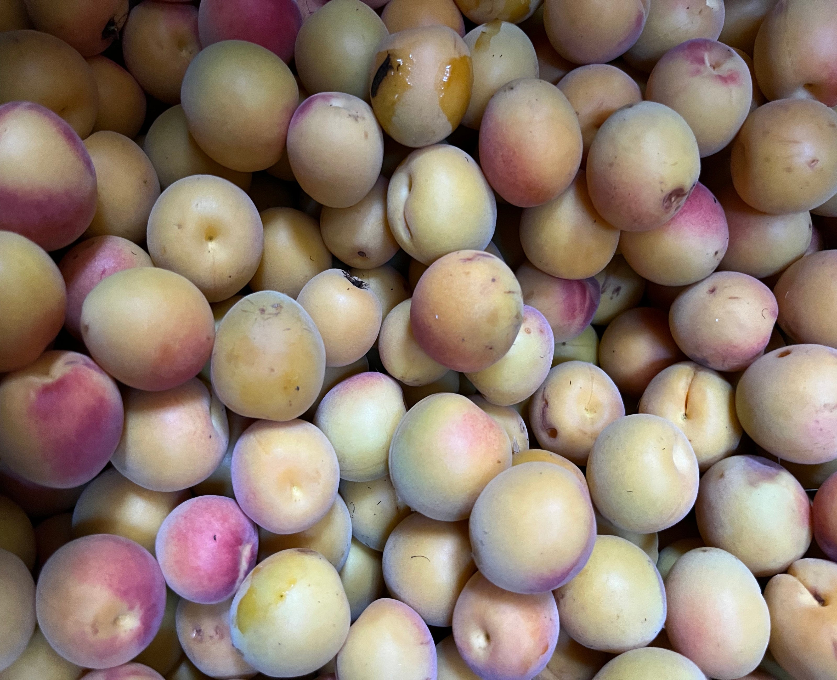 Close-up of a pile of apricots with a soft focus