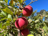 Winesap Apple Tree