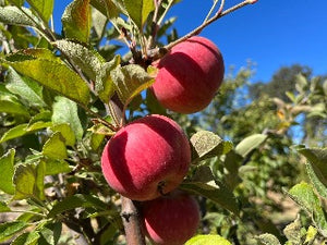 Winesap Apple Tree