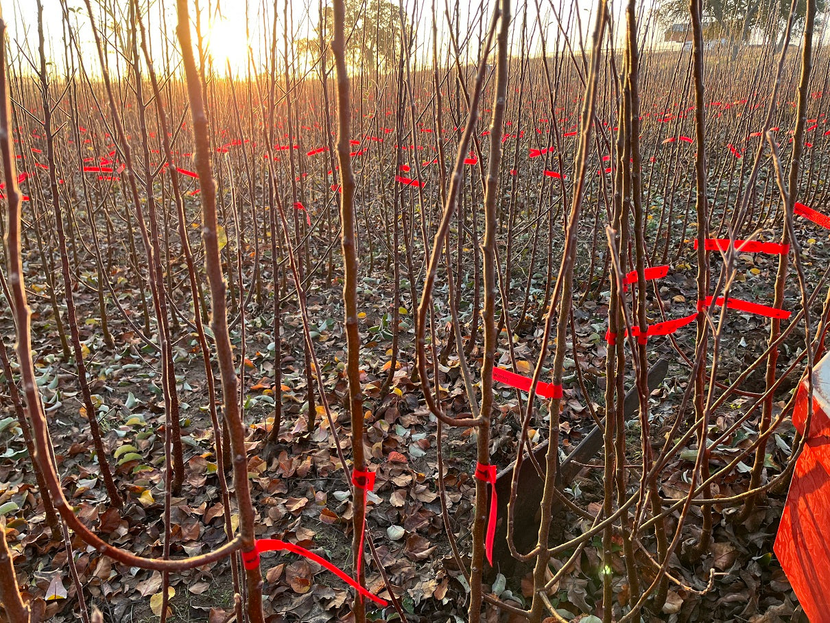 Apple Rootstock MM 111