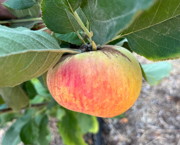 Apple hanging from a tree with green leaves