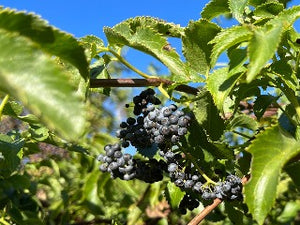 York Elderberry