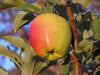 Anna Apple organic apple tree