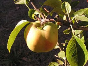 Api Etoile organic apple tree