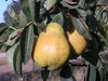 Bartlett heirloom pear tree