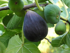 Black Mission Fig tree