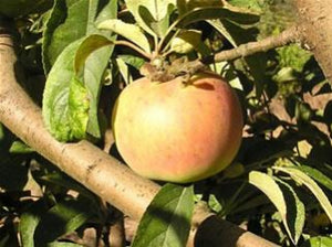 Campfield cider apple tree