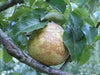 Comice heirloom pear tree