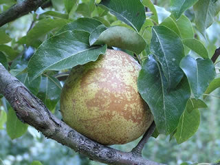Comice Pear Tree – Trees of Antiquity