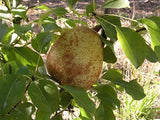 Duchesse d'Angouleme organic heirloom pear tree