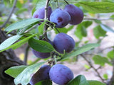 French heirloom Plum tree for sale