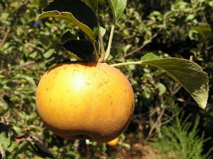 Golden Russet organic heirloom apple tree for sale