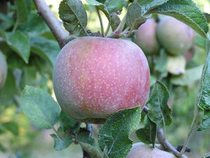 Honeycrisp Apple – Trees of Antiquity