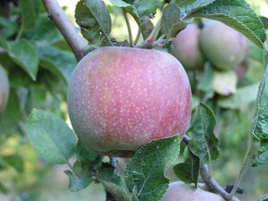 Hauer Pippin organic heirloom apple tree