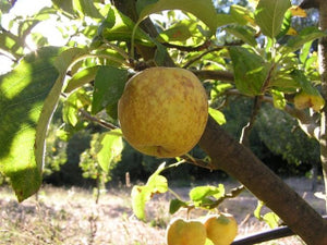 Hooples Antique Gold heirloom apple tree for sale