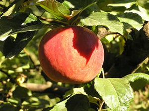 Idared certified organic heirloom apple tree