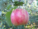 Jonagold certified organic apple trees for sale
