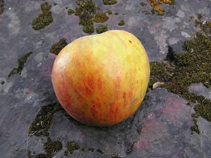 Karmijin de Sonnaville organic heirloom apple tree