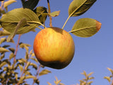 Kidd's Orange Red heirloom apple tree for sale