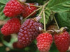 Loganberry canes for sale