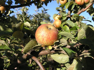 Muscat de Bernay cider apple tree for sale