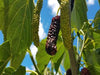 pakistan black mulberry tree