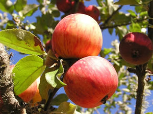 Porters Perfection hard cider apple trees