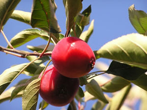 Red Vein Crabapple fruit tree for sale