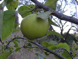 Rhode Island Greening organic heirloom apple tree for sale