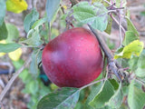 Rome Beauty organic heirloom apple tree