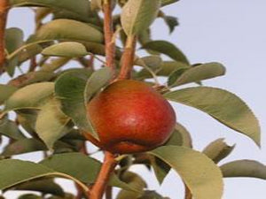 Seckel heirloom pear tree