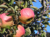 Sierra Beauty organic heirloom apple tree