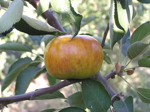 Smokehouse heirloom apple tree for sale