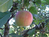Spigold heirloom apple tree for sale