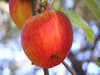 Esopus Spitzenburg organic apple trees