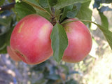 Splendour organic heirloom apple trees