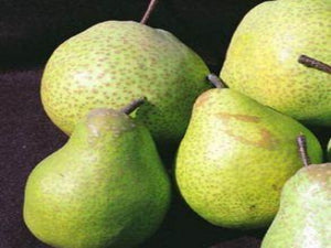 Tsu Li pear tree for sale
