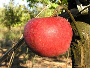 Tydemans Late Orange heirloom apple tree