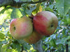 Wagener heirloom apple tree