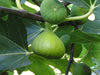 White Genoa Fig tree