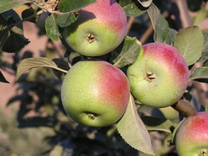 White Pearmain organic heirloom  apple trees