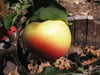 Winter Banana organic heirloom  apple trees