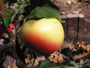 Winter Banana organic heirloom  apple trees
