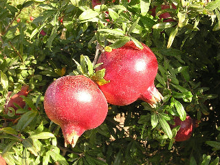 Wonderful Pomegranate bush for sale