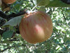 Yarlington Mill organic hard cider apple tree