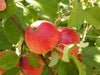 akane organic apple tree