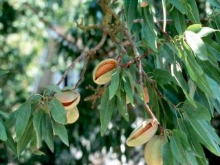 nonpareil almond tree