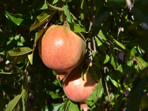 Ambrosia Pomegranate bush