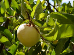 Apple - otkkyk Apple Rootstock Info: P.18 – Apples