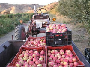 heirloom fruit trees for sale